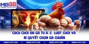 Cách Chơi Đá Gà Từ A–Z | Luật Chơi Và Bí Quyết Chọn Gà Chuẩn