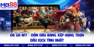 Đá Gà Mỹ - Dẫn Đầu Bảng Xếp Hạng Trận Đấu Kịch Tính Nhất